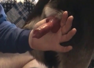 Having some sexual entertainment with a lovely cock of a mutt