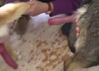 Kinky dogs showing off their cocks on cam