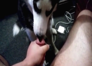 Husky licks and deepthroats a dick