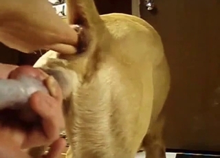 Cool doggy is enjoying bestiality XXX
