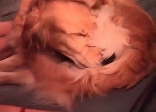 Dude is using his retriever for nasty delight