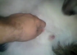 Trained white doggy is enjoying bestiality Hard-core