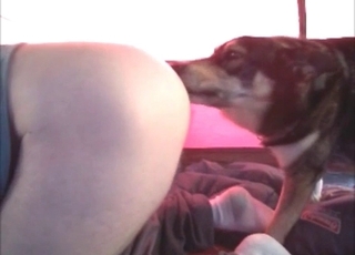 Dogs seem to love big asses