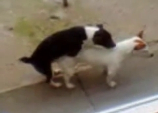 Two cute spotted dogs have nice sex