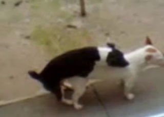 Two cute spotted dogs have nice sex