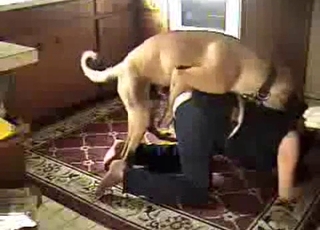 混種狗