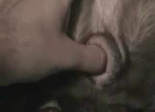 Male zoophile is fingering his doggy's tight brown-eye