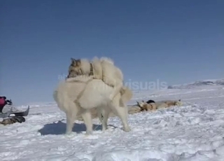 Two white dogs fucking rigid in the snow