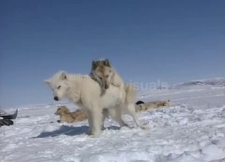 Two white dogs fucking rigid in the snow