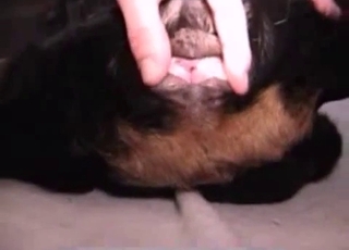 Dog got nicely drilled by masculine dick