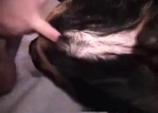 Dog got nicely drilled by masculine dick