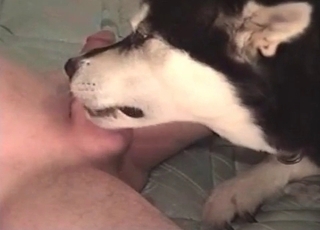 Incredible doggy tonguing his loaded hard boner