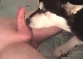 Incredible doggy tonguing his loaded hard boner