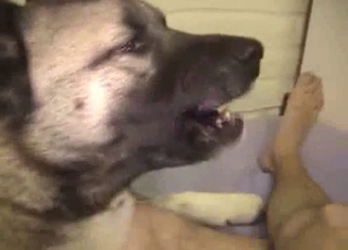 Sexy doggy eating her wide-opened cunt
