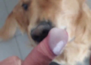 POV zoo blowjob from a scruffy doggo