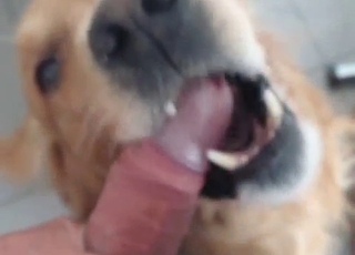POV zoo blowjob from a scruffy doggo