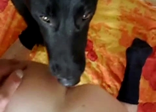 Black doggy licking his nice ass on webcam