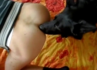Black doggy licking his nice ass on webcam