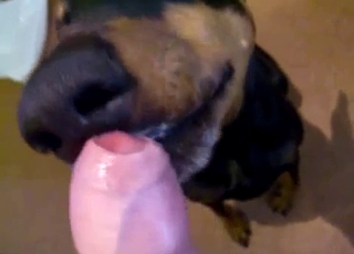 Angry doggy licking a massive cock on cam