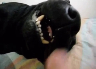 Black dog turns real aggressive