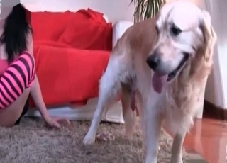 Brunette is attempting hard to seduce a sweet doggy