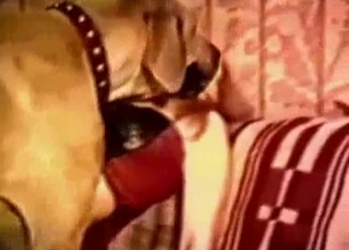 Stunning glamour hottie torn up rock-hard by her own doggy