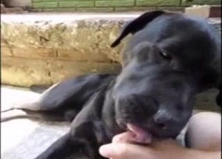 This black dog is used for some blowjob entertainment