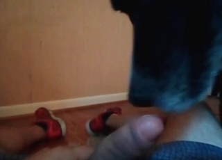 The dick of a zoophiliac is pleased by a hound