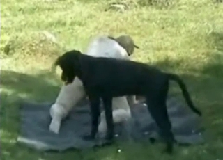 Chubby hooker and her doggy have good fuck