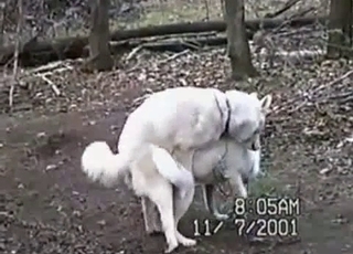 White hounds are having all sorts of sex in the forest