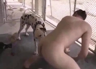 Cheerful Dalmatian fucks hard