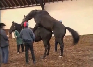 Two horses having amazing sex in doggy pose