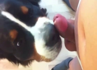 Dude jerking it in front of a dog
