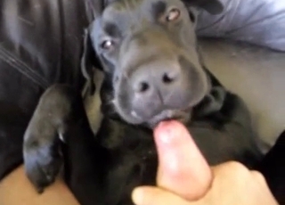 This black hound gets jizz on its fur in this hot video