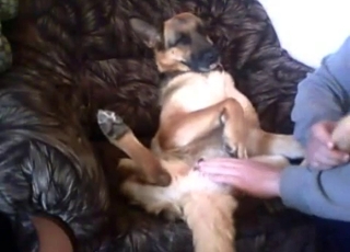 Dog's juicy pussy fucked with a toy