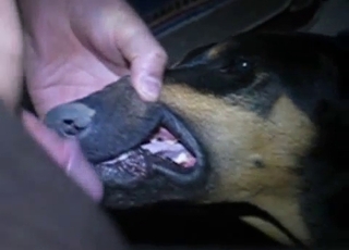 Nasty dog getting face-fucked hard