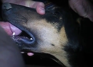 Nasty dog getting face-fucked hard