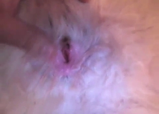 Furry white dog gets finger-blasted hard