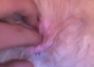 Furry white dog gets finger-blasted hard