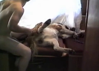 Dog with a belly is about to get some intense dicking down