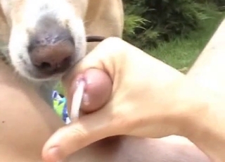 Cute dog licks my loaded hard boner