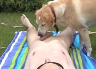 Cute dog licks my loaded hard boner
